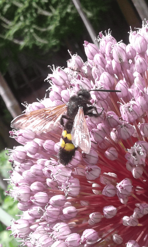 Maschio di Megascolia maculata (Scoliidae) ?  S